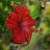 Red-Hibiscus2.jpg